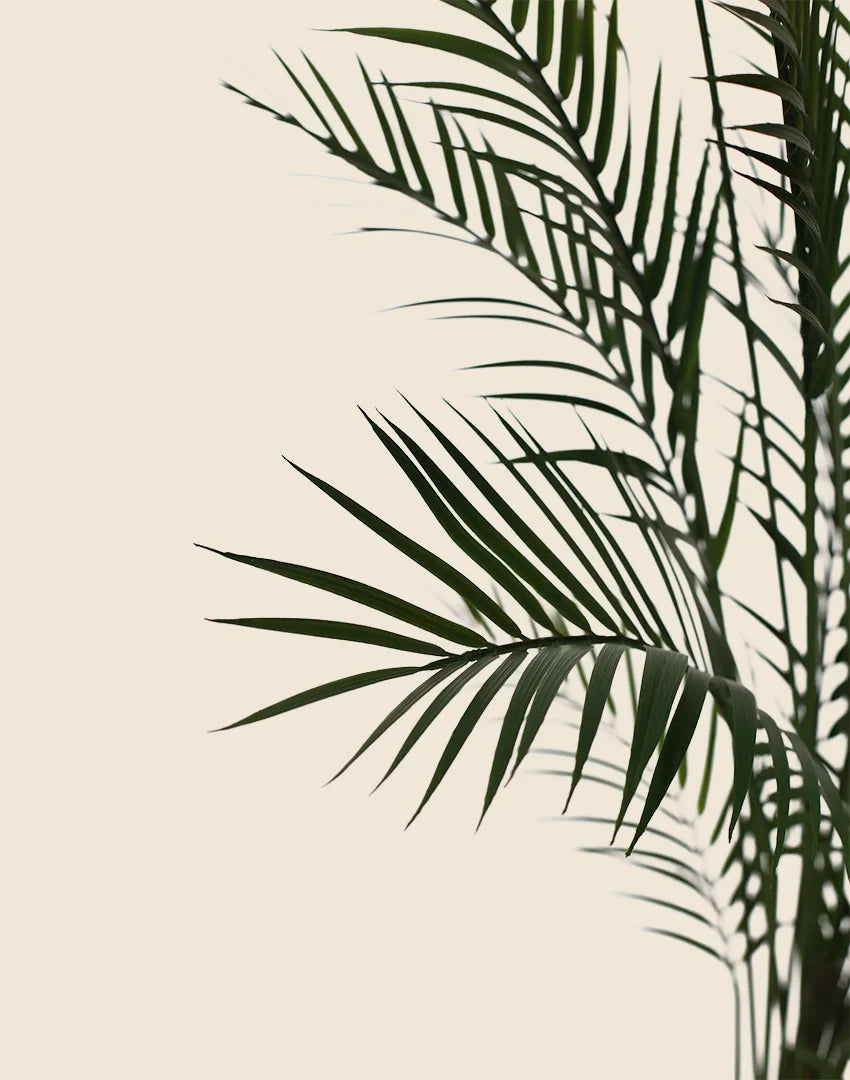 Planta palmera artificial UV 140cm