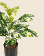 Planta costilla de Adán artificial