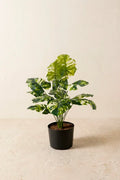 Planta costilla de Adán artificial