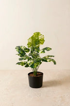 Planta costilla de Adán artificial