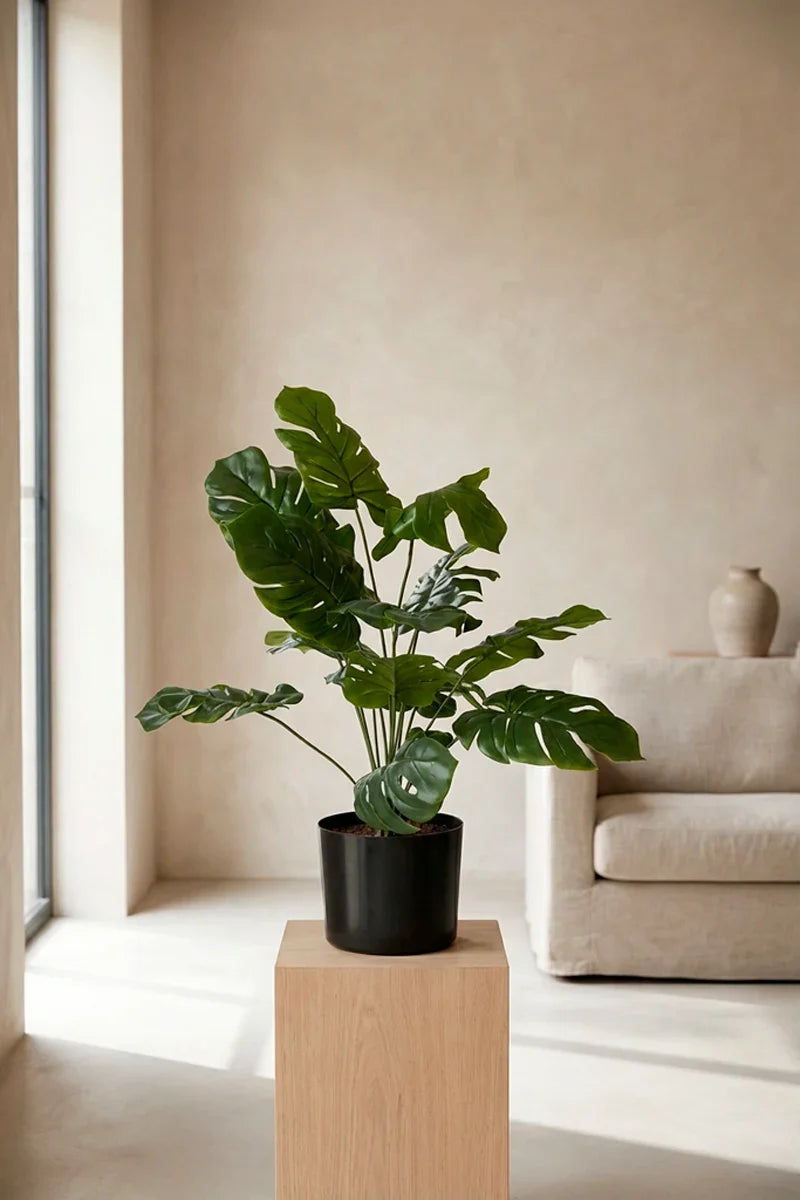 Planta costilla de Adán artificial