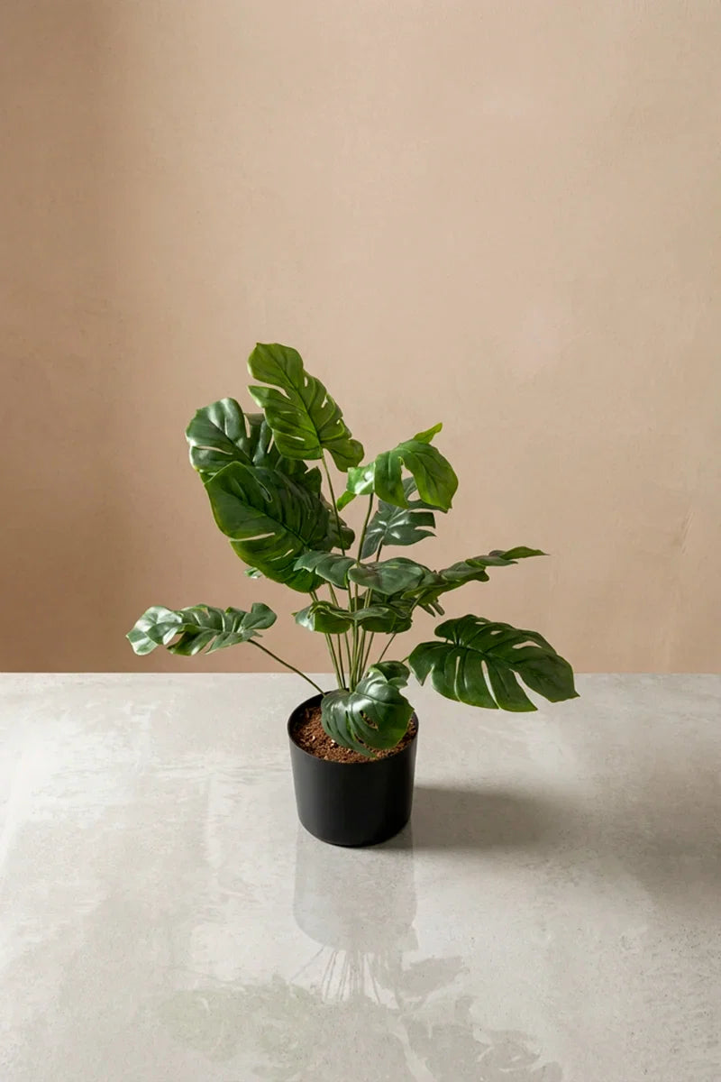 Planta costilla de Adán artificial