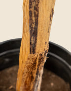 Planta platanera artificial 160 cm