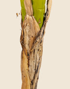 Planta platanera artificial 160 cm