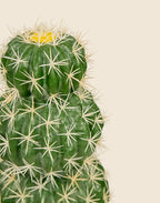 Planta cactus Echinocactus grusonii artificial