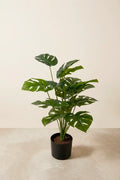 Planta costilla artificial