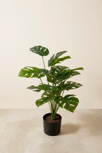 Planta costilla artificial