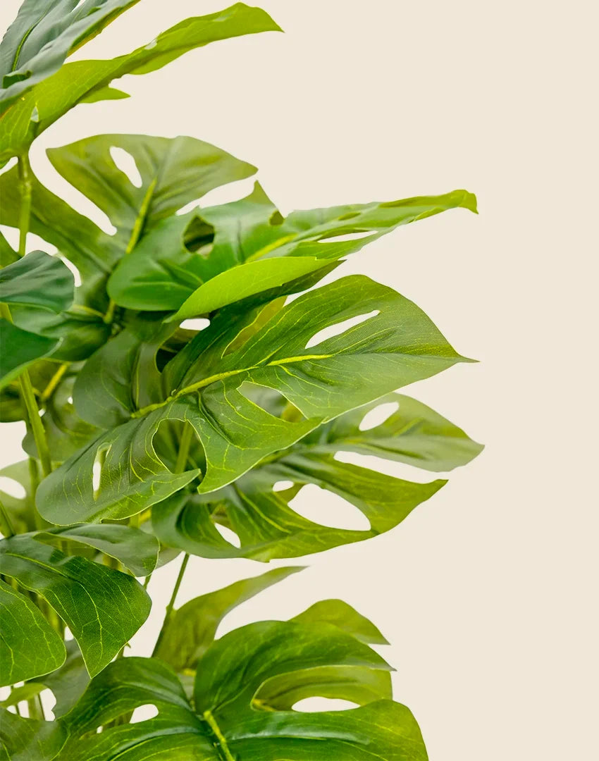 Planta costilla artificial