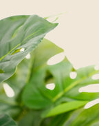 Planta costilla artificial