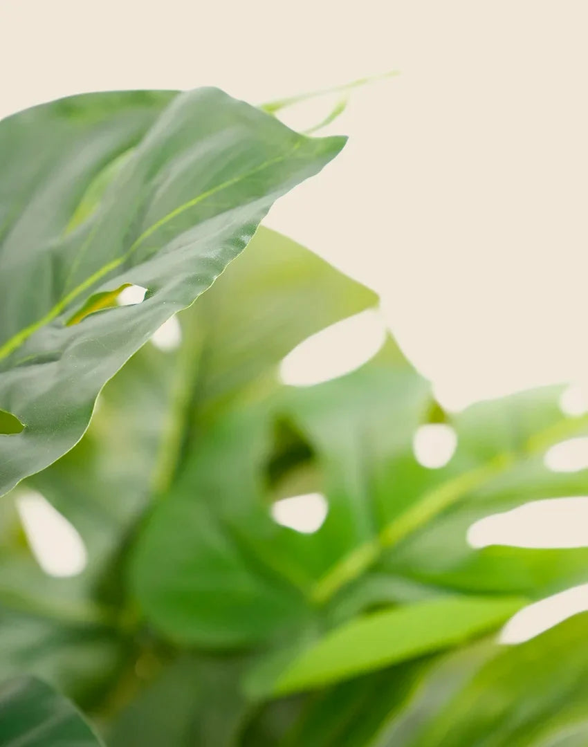 Planta costilla artificial