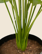 Planta costilla artificial
