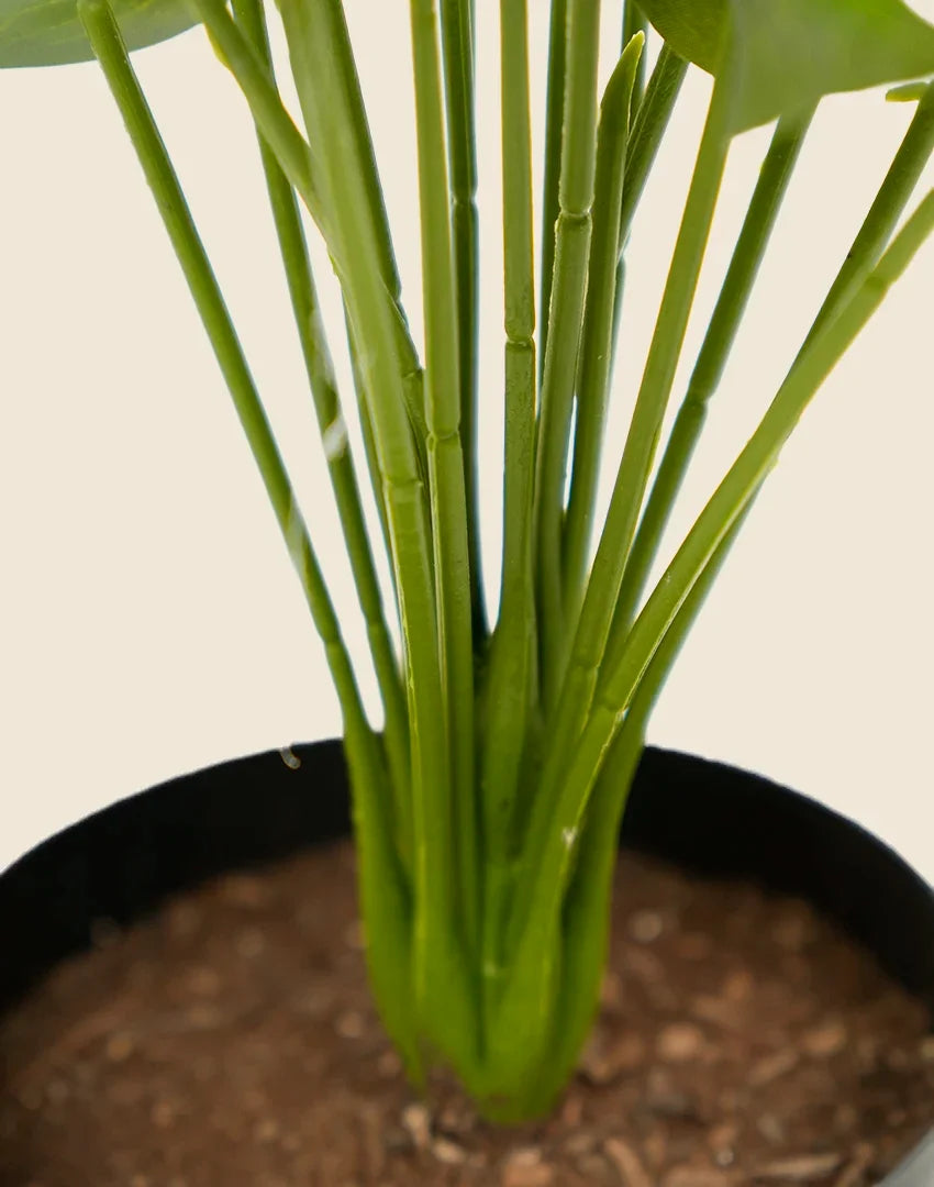 Planta costilla artificial