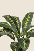 Calathea zebrina artificial 90cm