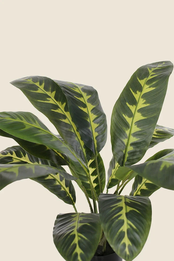 Calathea zebrina artificial 90cm