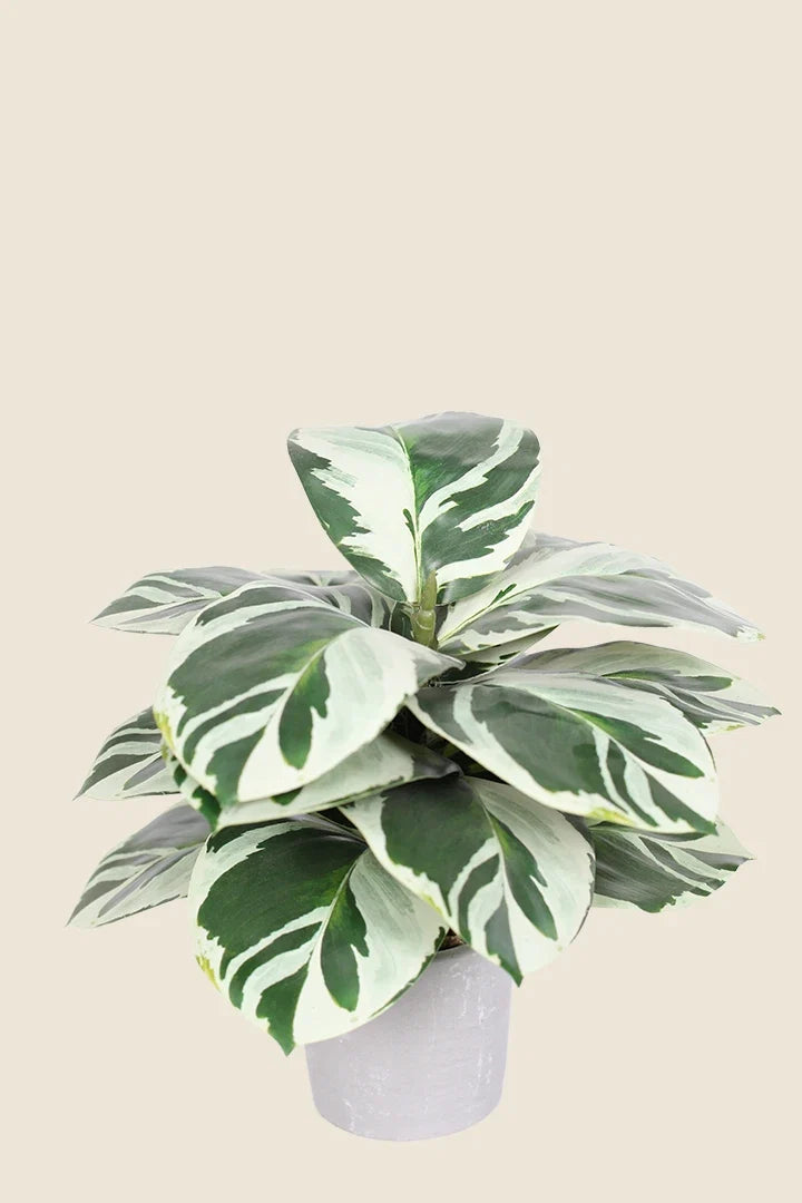 Maceta Calathea artificial 35cm Bicolor