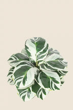 Maceta Calathea artificial 35cm Bicolor