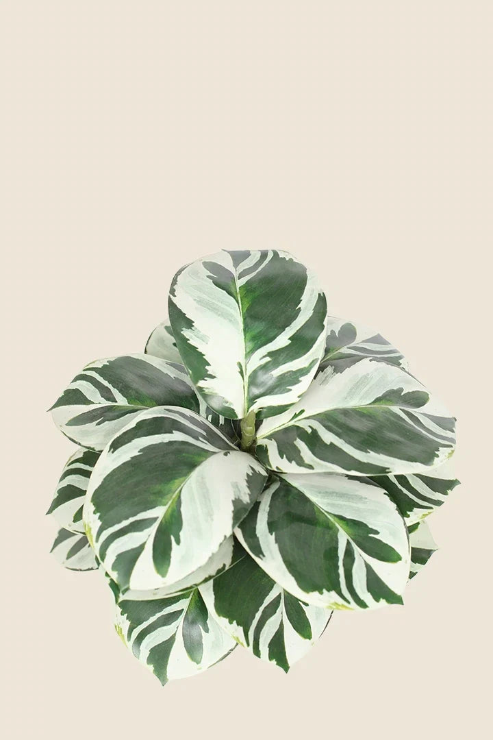 Maceta Calathea artificial 35cm Bicolor