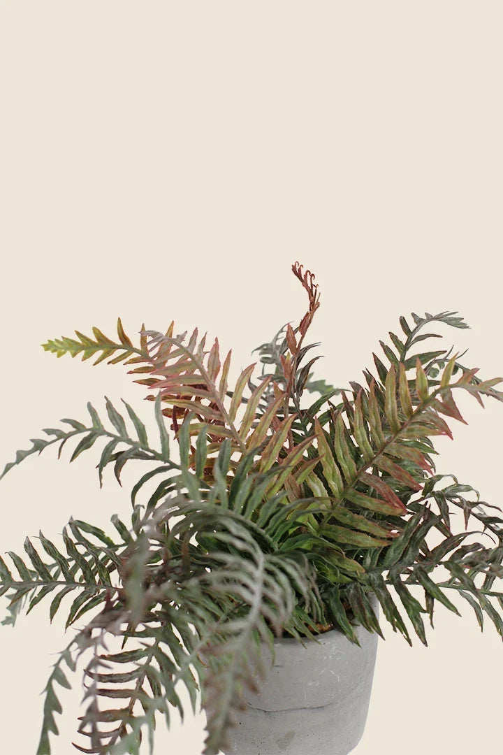 Maceta Filocopsida artificial 30cm