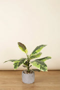 Maceta Hevea artificial 30cm verde claro