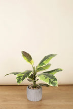 Maceta Hevea artificial 30cm verde claro