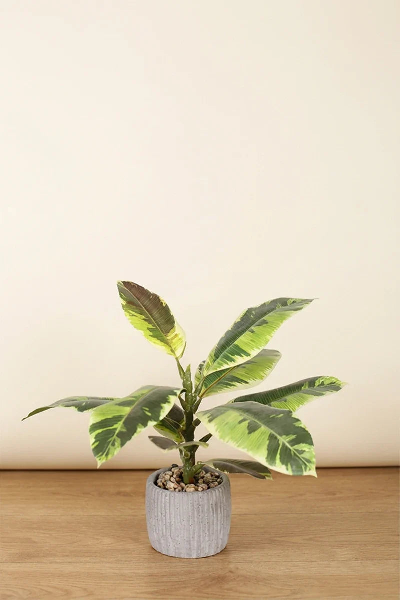Maceta Hevea artificial 30cm verde claro