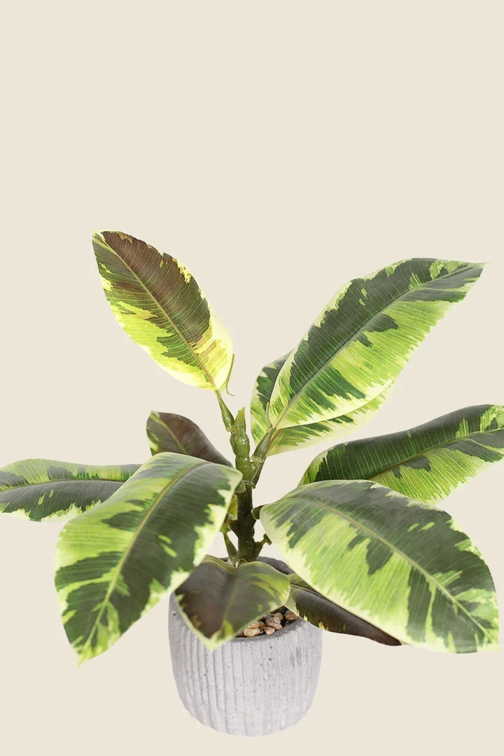 Maceta Hevea artificial 30cm verde claro
