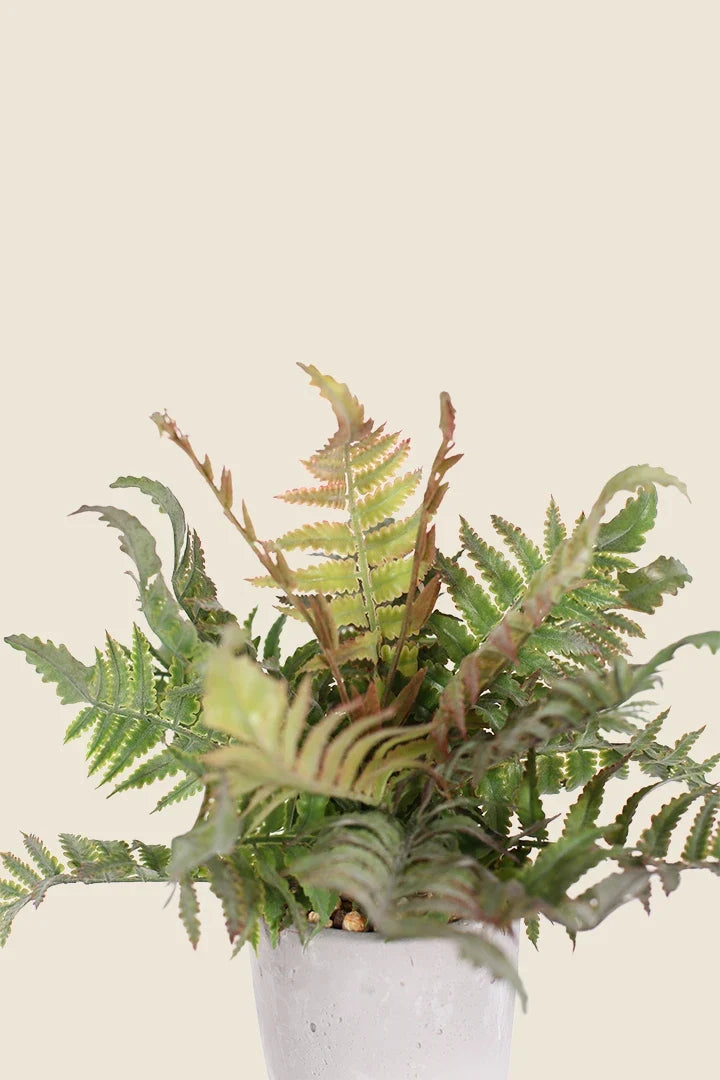 Maceta Diplazium Esculentum Artificial