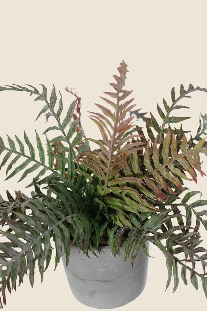 Maceta Filocopsida artificial 30cm