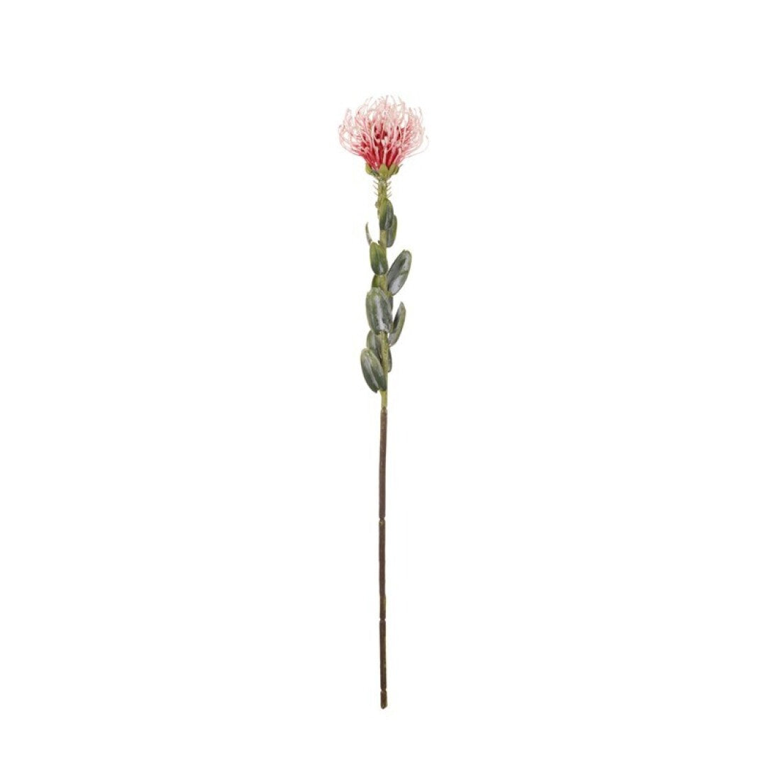 Vara leucuspermum artificial
