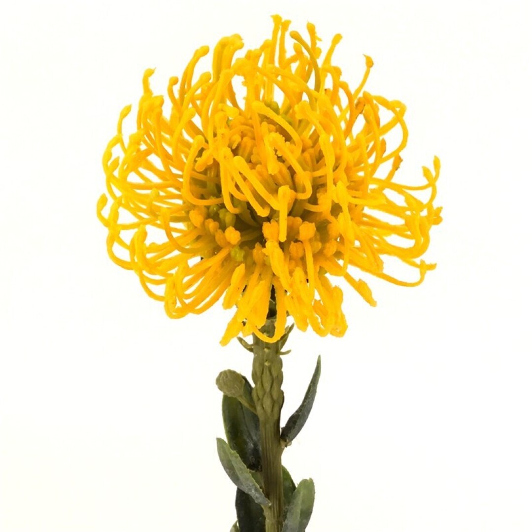 Vara leucuspermum artificial