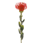 Vara leucuspermum artificial