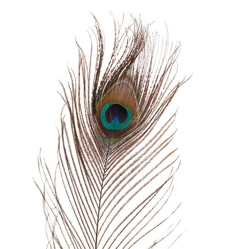 Vara de plumas de pavo real x6