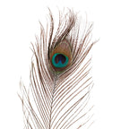 Vara de plumas de pavo real x6
