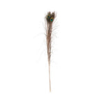 Vara de plumas de pavo real x6