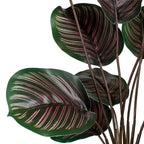 Planta caladium artificial