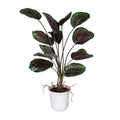 Planta caladium artificial