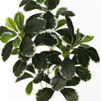 Vara euonymus artificial