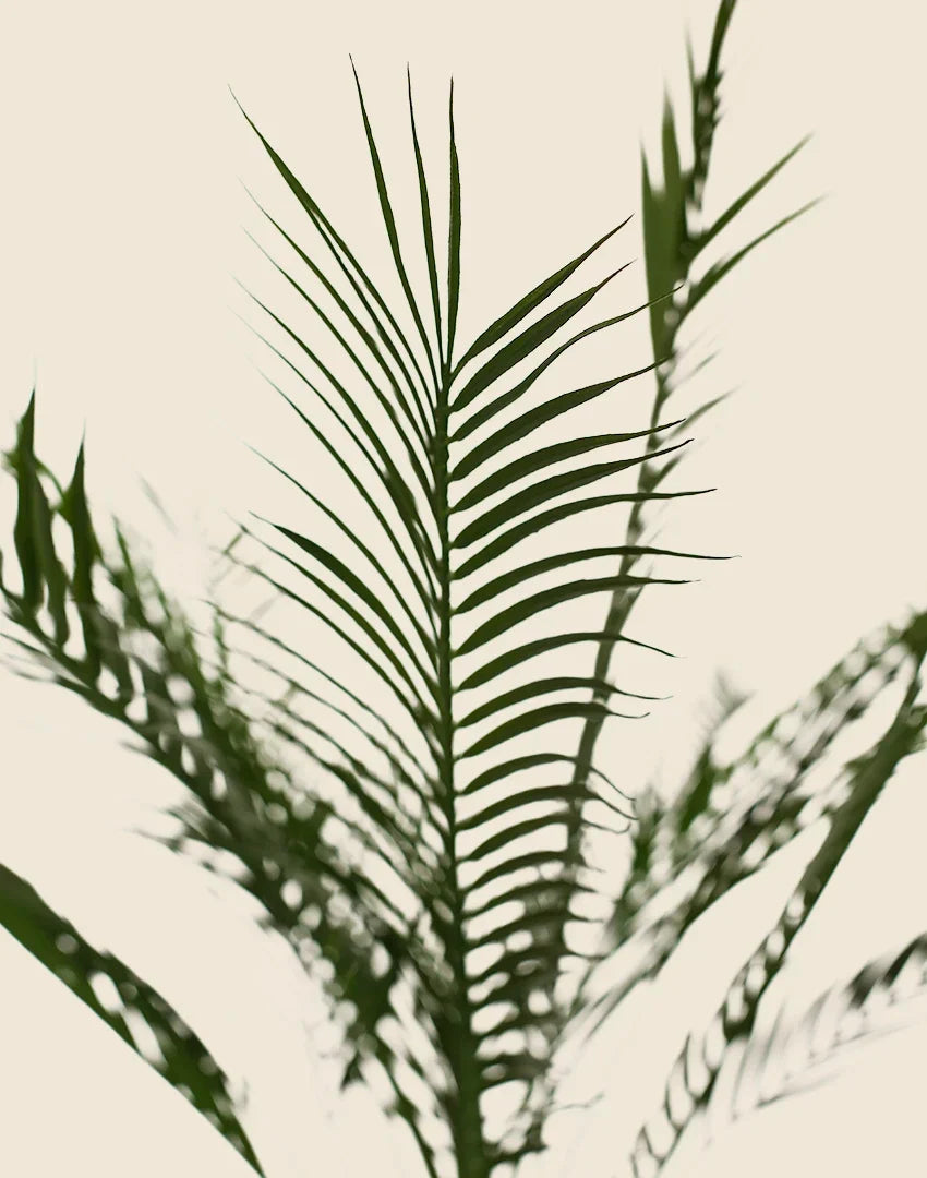Planta areca artificial 180cm