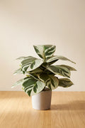 Maceta Calathea artificial 35cm Bicolor