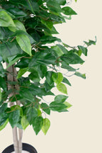 Ficus artificial