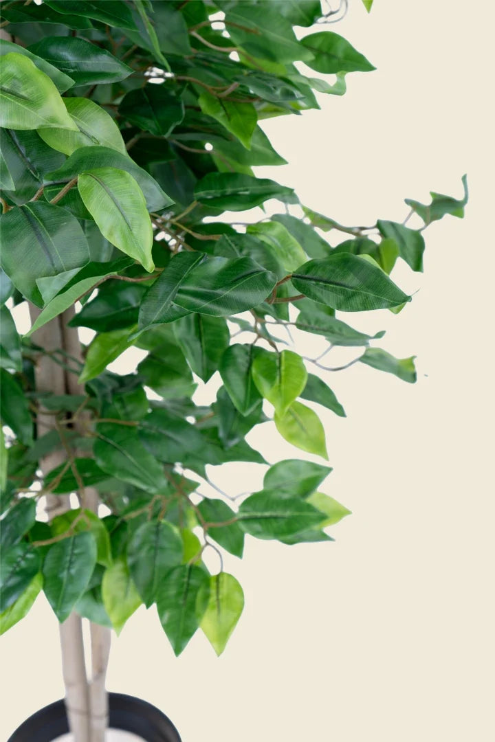 Ficus artificial