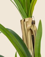 Planta Yucca artificial 120cm