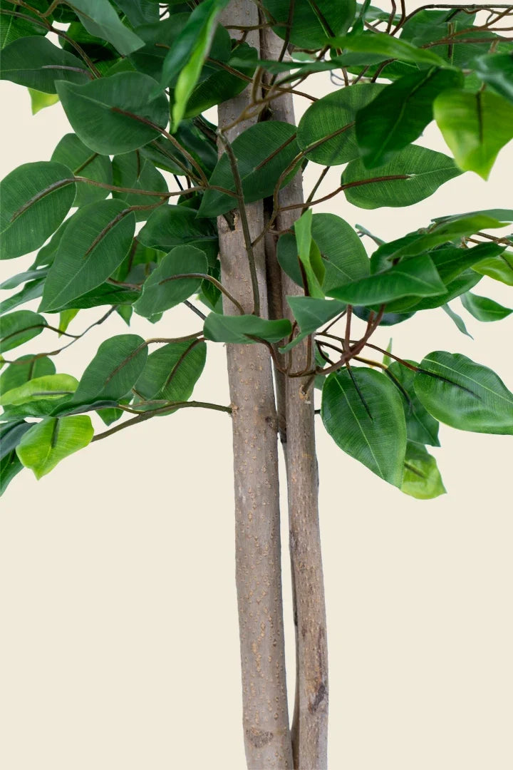 Ficus artificial