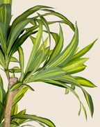 Planta Dracena artificial 170cm