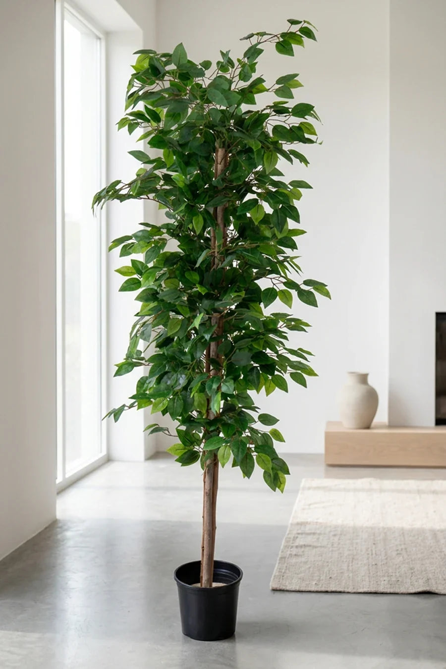 Ficus artificial