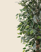Ficus bicolor artifical