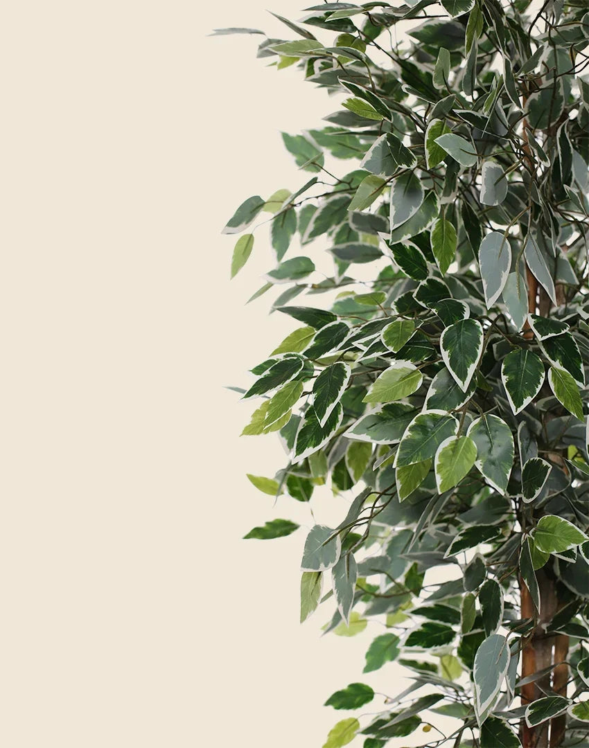 Ficus bicolor artifical