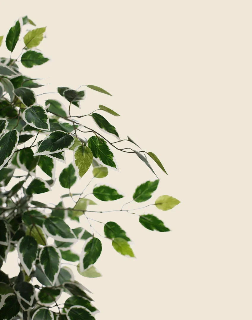 Ficus bicolor artifical