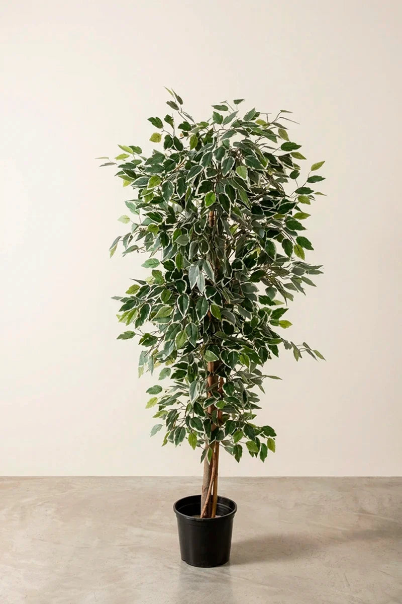 Ficus bicolor artifical