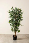 Ficus bicolor artifical